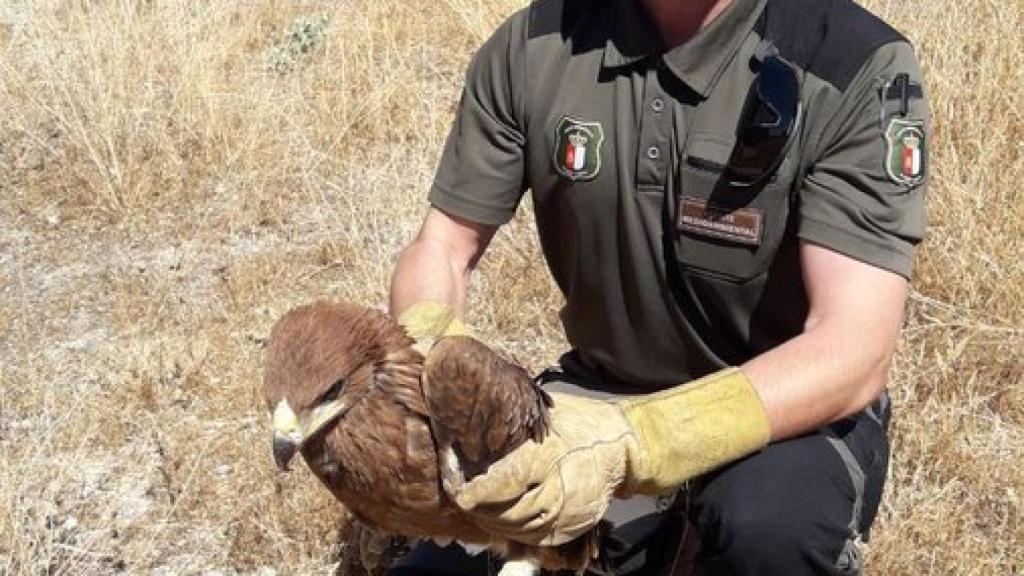 Rescatan a tres pollos de águila imperial ibérica en un pueblo de Ciudad  Real