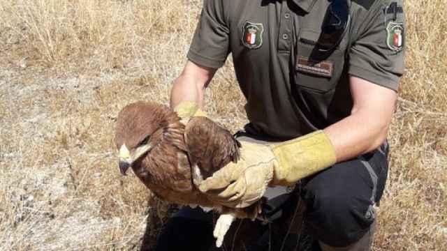 Rescatan tres pollos de águila imperial en la localidad ciudadrealeña de Herencia. Foto: Agentes medioambientales de Castilla-La Mancha
