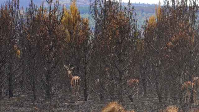 Imagen del estado de la Sierra de la Culebra, en Zamora, tras el incendio