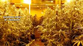 Imagen de la plantación de cannabis en la nave industrial de Mojados