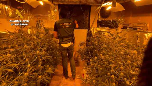 Desmantelada una plantación de marihuana en El Cubillo de Uceda (Guadalajara)