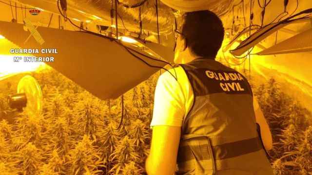 La Guardia Civil descubre las 470 plantas de marihuana en una vivienda en Ávila