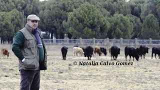 La ganadería vallisoletana Toros de Brazuelas debutará en Las Ventas