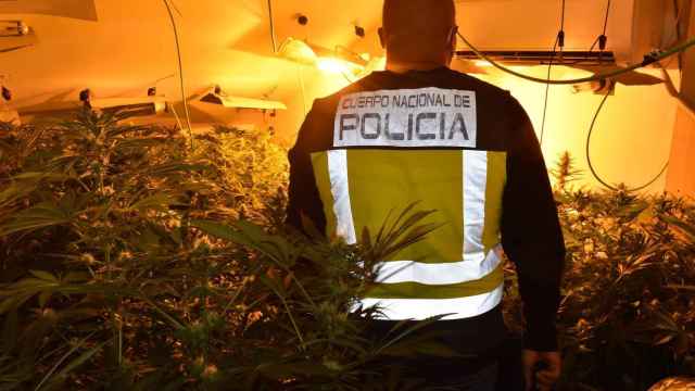 La Policía Nacional de Guadalajara interviene en un día 2.150 plantas de marihuana en tres operaciones