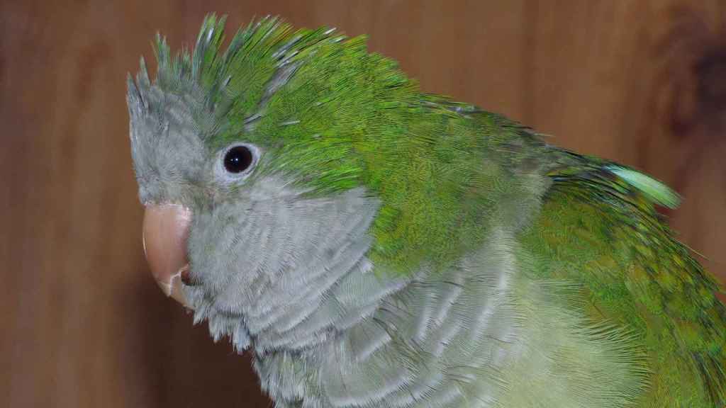 Argentine parrot