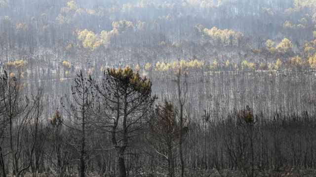 La devastación tras el incendio en la Sierra de la Culebra, a 19 de junio de 2022.