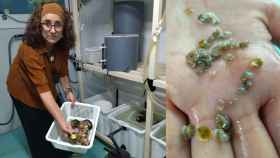 Marina Albentosa, profesora de investigación del Instituto Español de Oceanografía que dirige el Proyecto RemediOS, mostrando pequeños ejemplares de ostras planas murcianas.