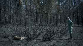 Un hombre observa un ciervo calcinado durante el incendio de la Sierra de la Culebra.