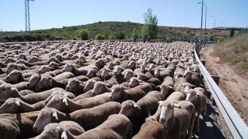 La Viruela De Las Ovejas Y Cabras Llega A España Tras Medio Siglo ...