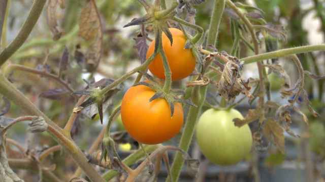 El híbrido entre tomate y azafrán ha nacido en Albacete.