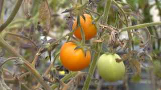 El "tomafrán", nuevo alimento creado en Castilla-La Mancha contra enfermedades sin cura