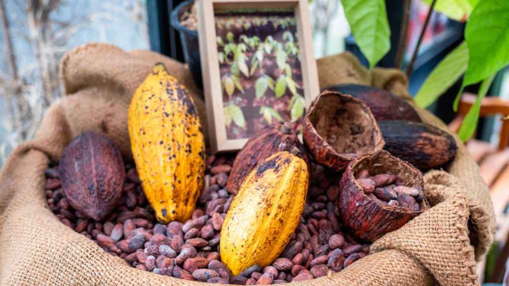 Imagen de archivo de un saco con granos de cacao.