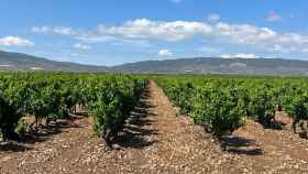 Imagen del viñedo de la finca de El Tordillo, en Aldeanueva del Ebro (La Rioja).