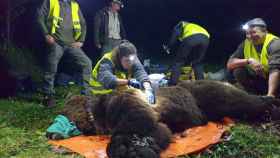 Radiomarcaje de un ejemplar de oso pardo en la provincia de León
