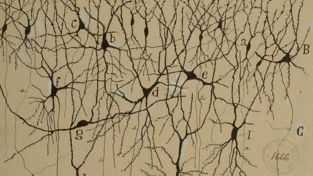 Uno de los dibujos originales de Ramón y  Cajal que expondrá el CCCB