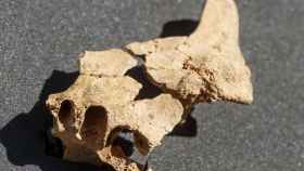 Presentación del hallazgo de la cara del primer europeo en Atapuerca