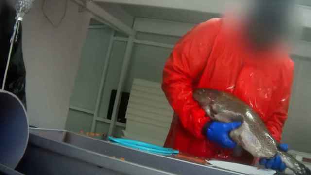 Denuncian el maltrato animal en varias  piscifactorías de España.