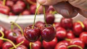 Apadrina un cerezo: la campaña para salvar la fruta alicantina tras una campaña desastrosa