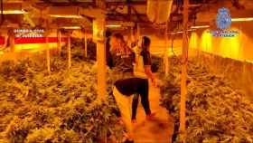 Plantación de Marihuana en Quer