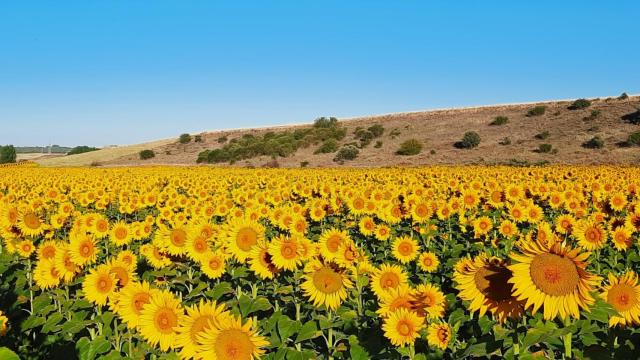 Imagen de los girasoles de Castrovega