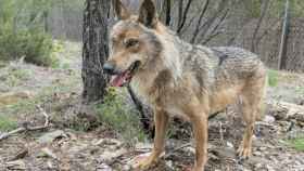 El único lobo nacido en el Centro de Robledo, en Sanabria