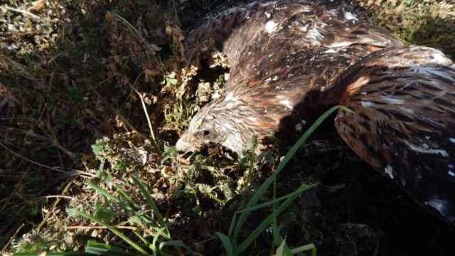 Alarma por la muerte de nueve aves rapaces protegidas en la provincia de Toledo