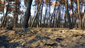 Pinares quemados en la Sierra de la Culebra