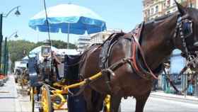Coche de caballos en la Plaza de la Marina de Málaga