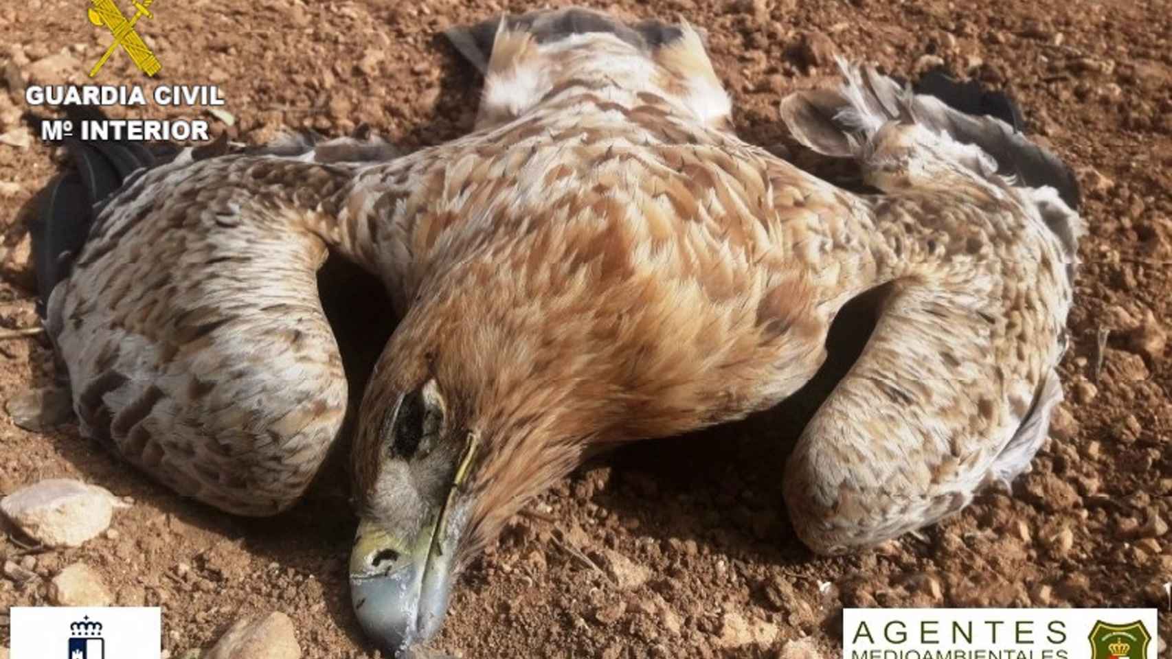 Mutilar cáscara Concentración Detenidos un guardia y cinco cazadores en Cuenca por envenenar a tres  águilas y dos milanos