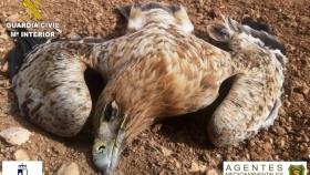 Investigación por rapaces muertas. Foto: Guardia Civil