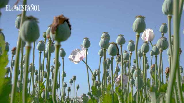 Opiáceos en España: sube su consumo y los agricultores eligen el opio como cultivo