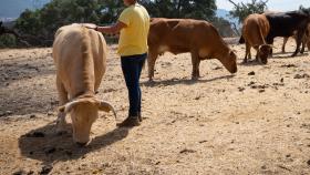 Imagen de archivo de un ganadero con sus vacas