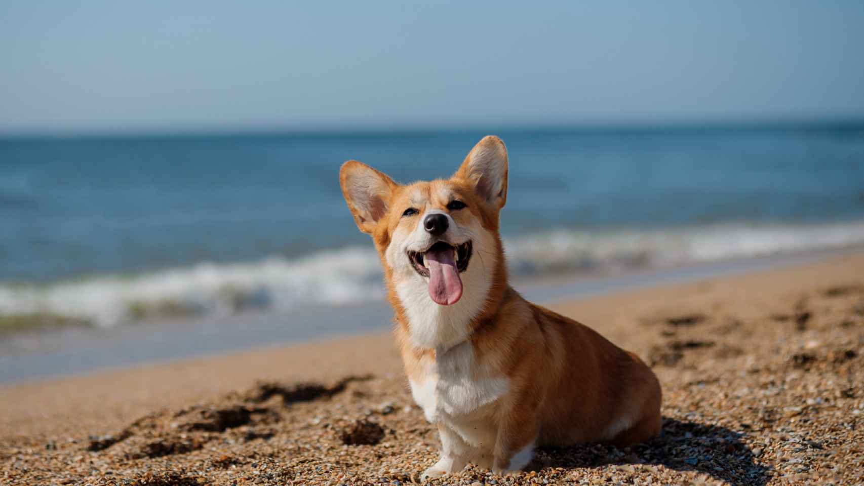 Rústico Regreso Aumentar Las 10 mejores playas para perros en España