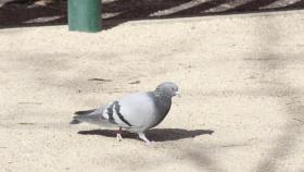 Las palomas son una plaga preocupante en Guadalajara.