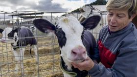 Una ganadera acaricia uno de sus animales en su explotación de Castilla y León