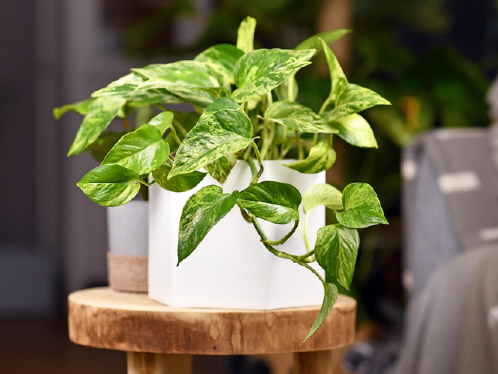Descubre estas plantas perfectas para refrescar la casa - Jardinatis