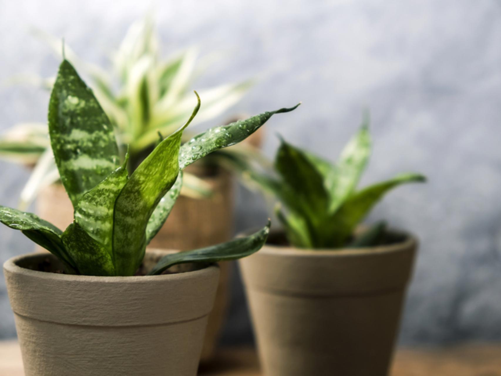 Descubre estas plantas perfectas para refrescar la casa - Jardinatis