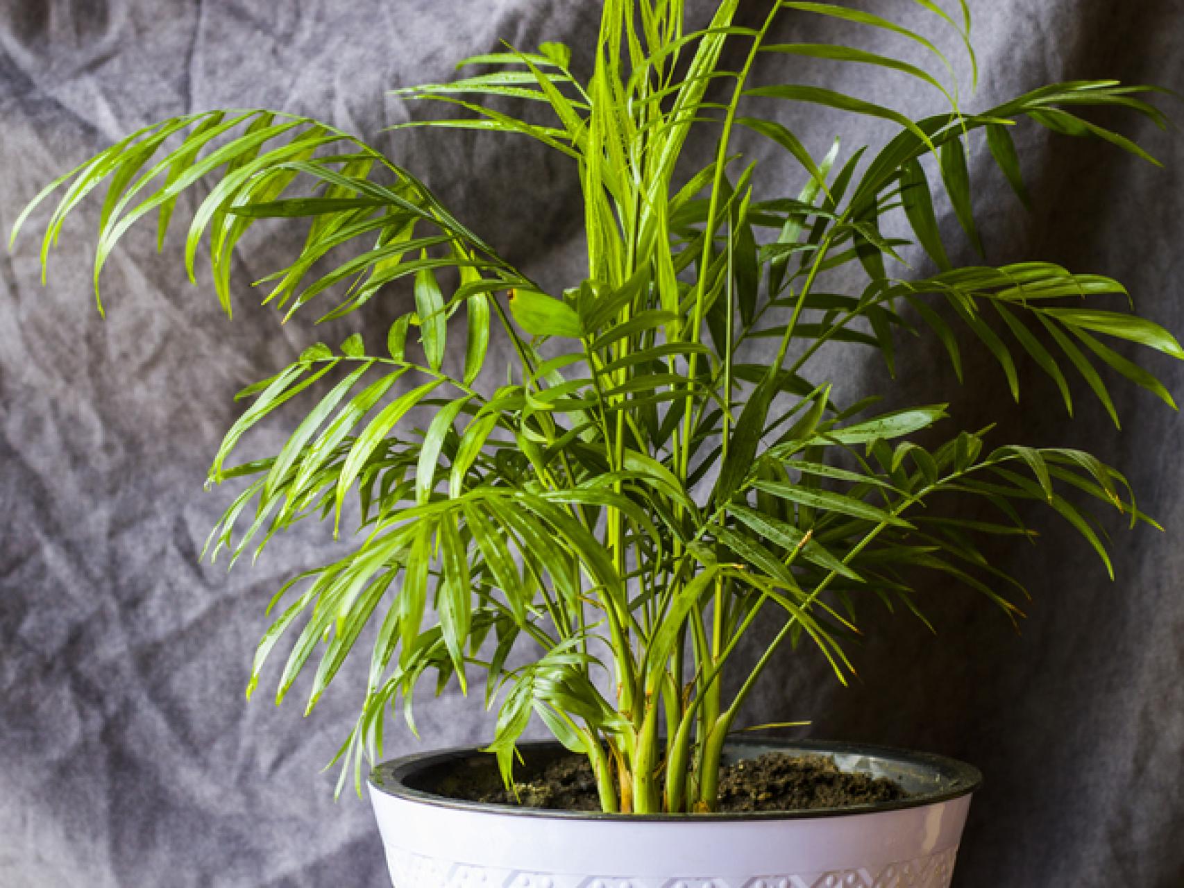 Descubre estas plantas perfectas para refrescar la casa - Jardinatis