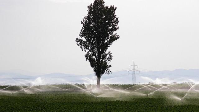 Campos de cultivo de remolacha