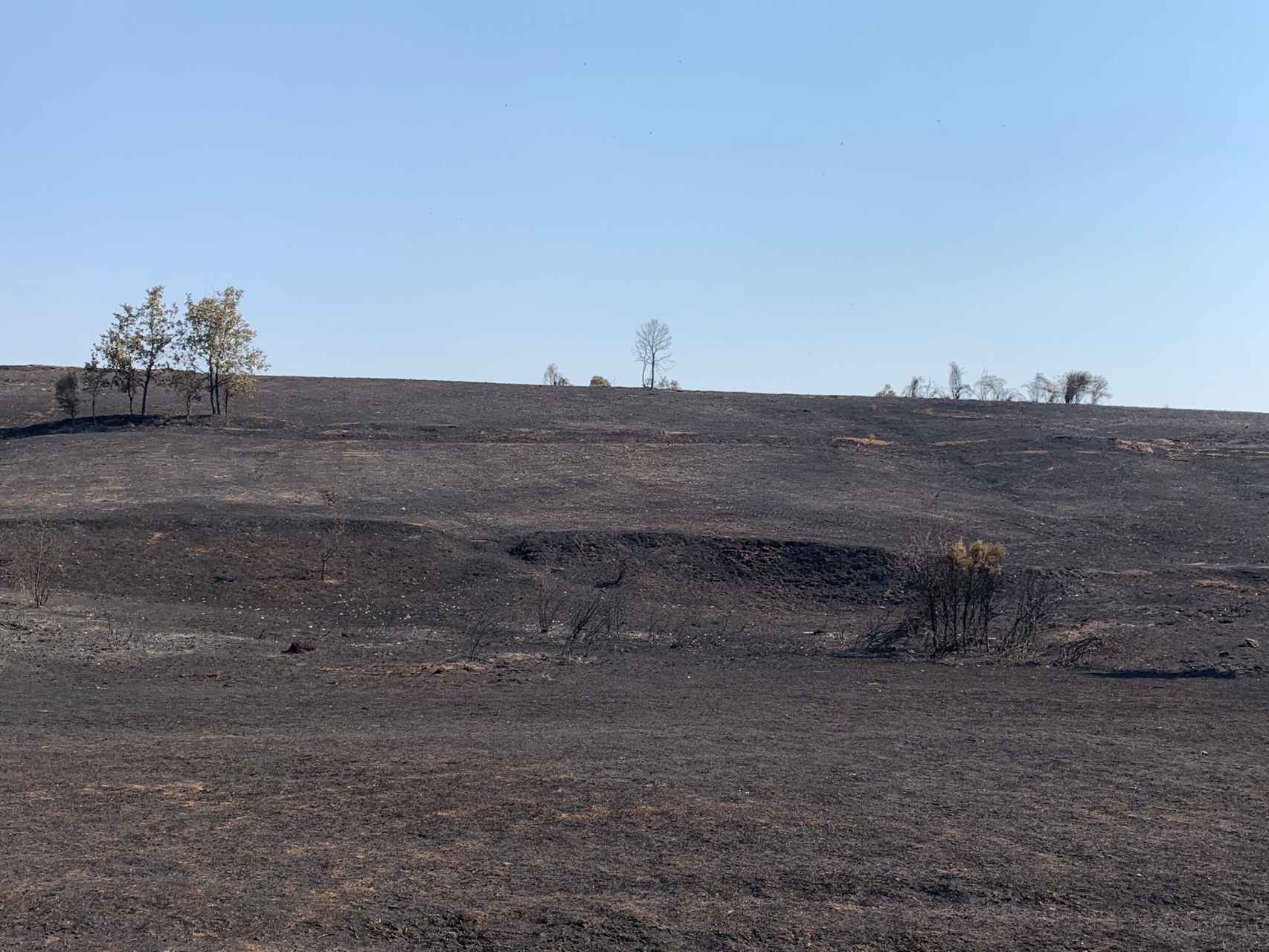 Imagen de terreno afectado por el incendio de Losacio, en Zamora.