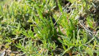 Salicornia, cuyo aspecto recuerda a los espárragos.