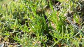 Salicornia, cuyo aspecto recuerda a los espárragos.
