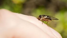 Los insectos que nos acechan para picarnos este verano.