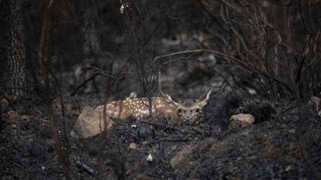 Un ciervo descansa entre la tierra calcinada y las cenizas en Villardeciervos, Zamora. El incendio registrado en la Sierra Culebra es uno de los peores registrados en España  con más de 30.000 hectáreas calcinadas.
