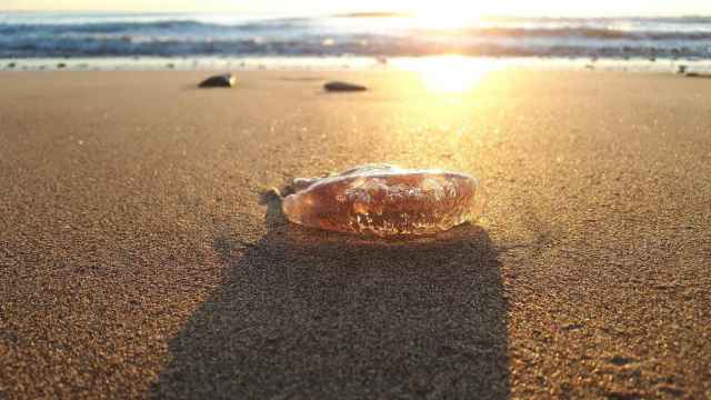 Los investigadores estudian la escasa presencia de las medusas en las costas de la Comunidad Valenciana.
