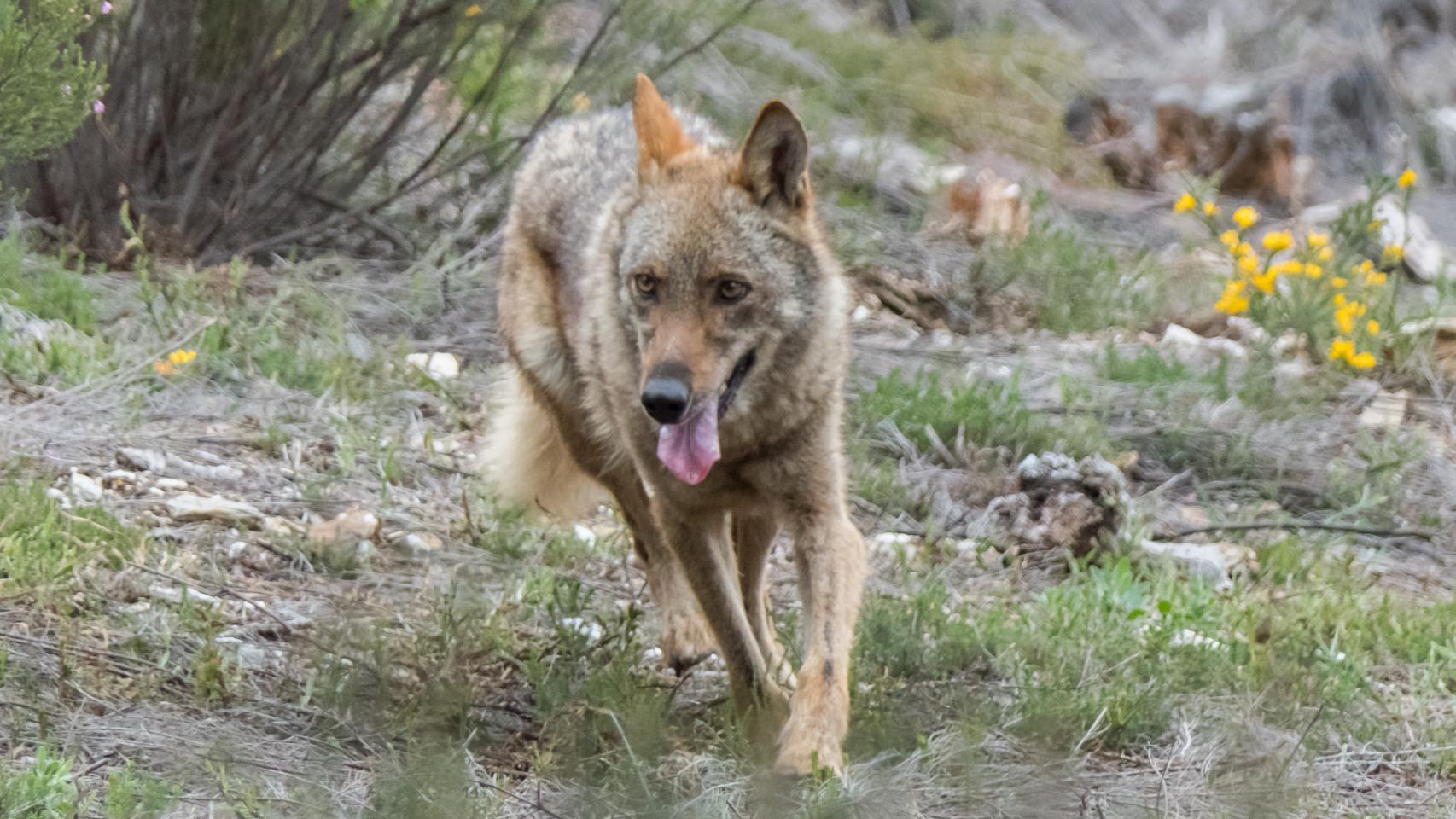 La población del lobo es “desfavorable