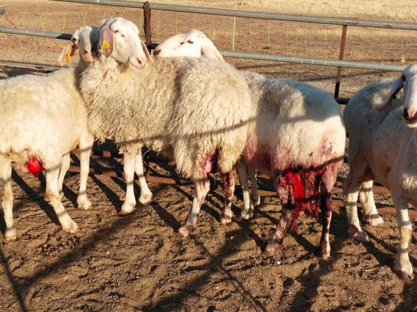 Los lobos atacan a las ovejas de tres ganaderos en la misma noche en la  provincia de Zamora