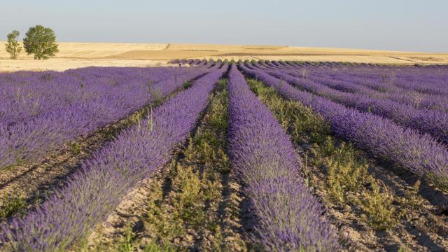 Fotografía de los campos de lavanda