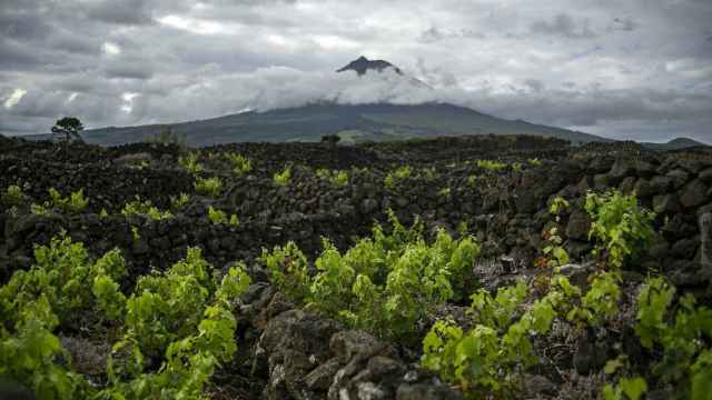 Viñedo protegido por 'currais' en Isla de Pico, Azores