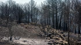 Hectáreas arrasadas por el incendio de Cebreros (Ávila)